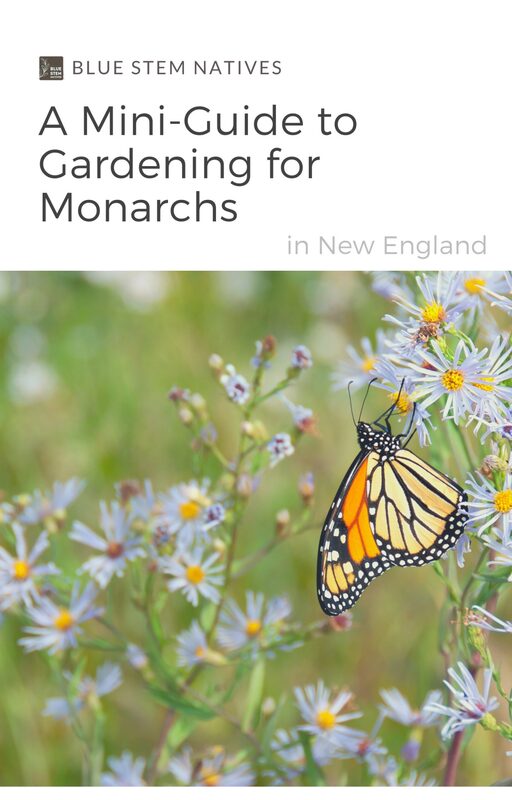A Mini-Guide to Gardening for Monarchs, in New England