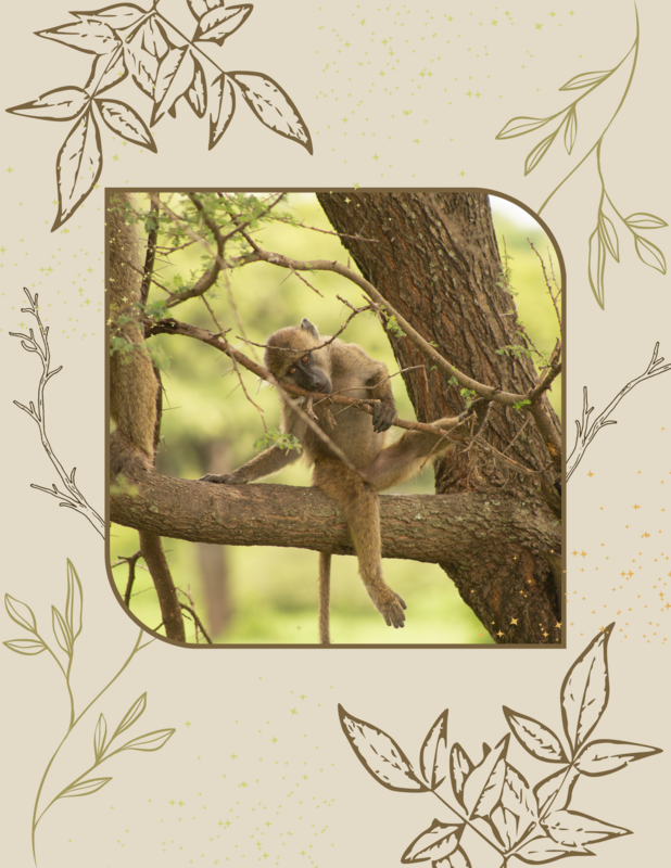 Journal: Monkey in Tarangire National Park