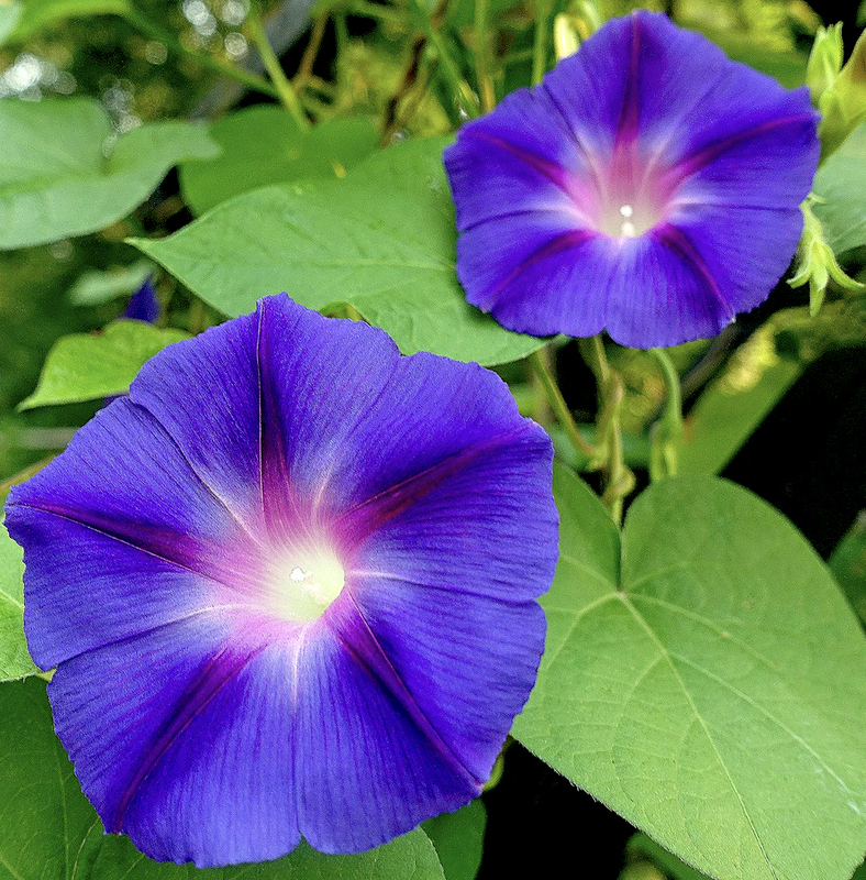 i am a morning glory